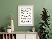 Load image into Gallery viewer, A-Z of Amphibians &amp; Reptiles Poster
